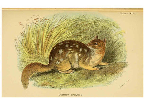 Reproducción/Reproduction 6008355409: A hand-book to the marsupialia and monotremata London :E. Lloyd,1896