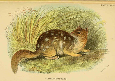 Reproducción/Reproduction 6008355409: A hand-book to the marsupialia and monotremata London :E. Lloyd,1896