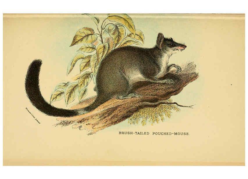 Reproducción/Reproduction 6008904082: A hand-book to the marsupialia and monotremata London :E. Lloyd,1896