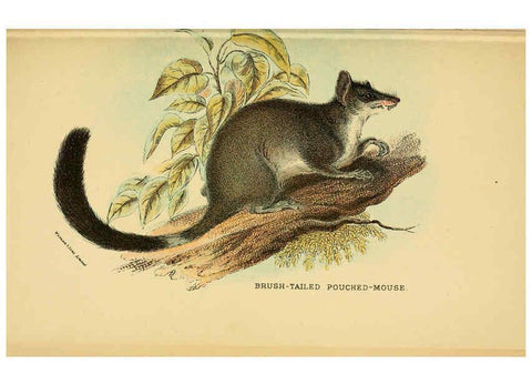 Reproducción/Reproduction 6008904082: A hand-book to the marsupialia and monotremata London :E. Lloyd,1896