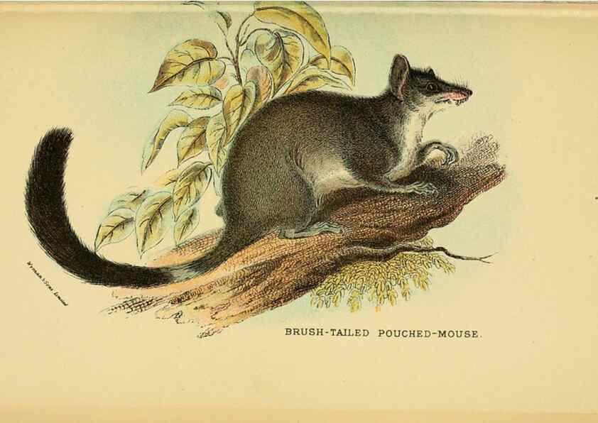 Reproducción/Reproduction 6008904082: A hand-book to the marsupialia and monotremata London :E. Lloyd,1896