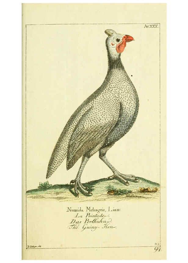 Reproducción/Reproduction 6008541501: Gemeinnüzzige Naturgeschichte des Thierreichs bd 2 plates Berlin ;bei Gottlieb August Lange,1780-1789