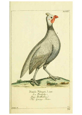Reproducción/Reproduction 6008541501: Gemeinnüzzige Naturgeschichte des Thierreichs bd 2 plates Berlin ;bei Gottlieb August Lange,1780-1789