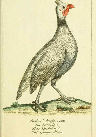 Reproducción/Reproduction 6008541501: Gemeinnüzzige Naturgeschichte des Thierreichs bd 2 plates Berlin ;bei Gottlieb August Lange,1780-1789