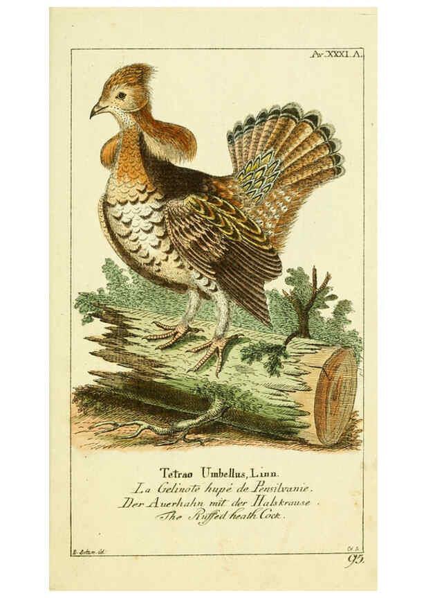 Reproducción/Reproduction 6008541767: Gemeinnüzzige Naturgeschichte des Thierreichs bd 2 plates Berlin ;bei Gottlieb August Lange,1780-1789