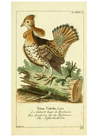 Reproducción/Reproduction 6008541767: Gemeinnüzzige Naturgeschichte des Thierreichs bd 2 plates Berlin ;bei Gottlieb August Lange,1780-1789