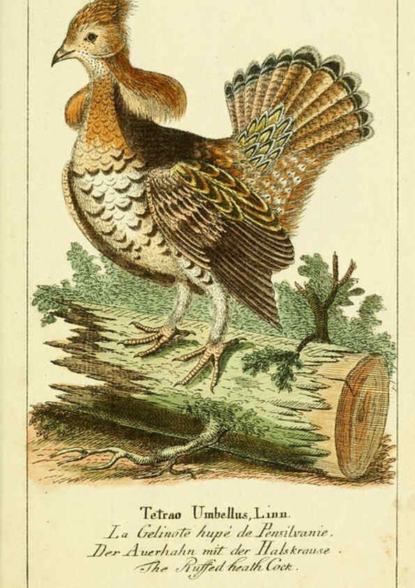 Reproducción/Reproduction 6008541767: Gemeinnüzzige Naturgeschichte des Thierreichs bd 2 plates Berlin ;bei Gottlieb August Lange,1780-1789