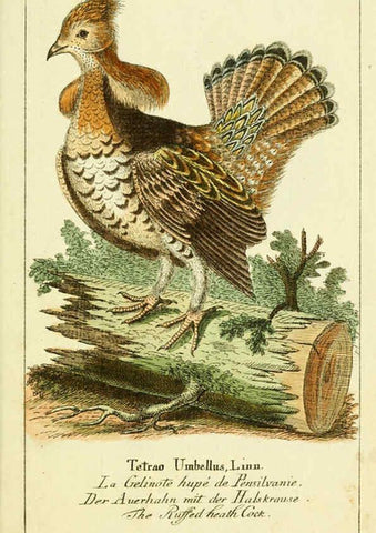 Reproducción/Reproduction 6008541767: Gemeinnüzzige Naturgeschichte des Thierreichs bd 2 plates Berlin ;bei Gottlieb August Lange,1780-1789