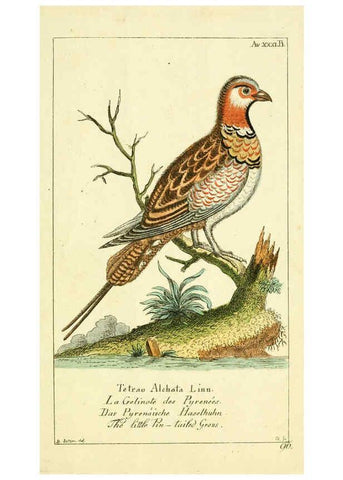 Reproducción/Reproduction 6009089912: Gemeinnüzzige Naturgeschichte des Thierreichs bd 2 plates Berlin ;bei Gottlieb August Lange,1780-1789