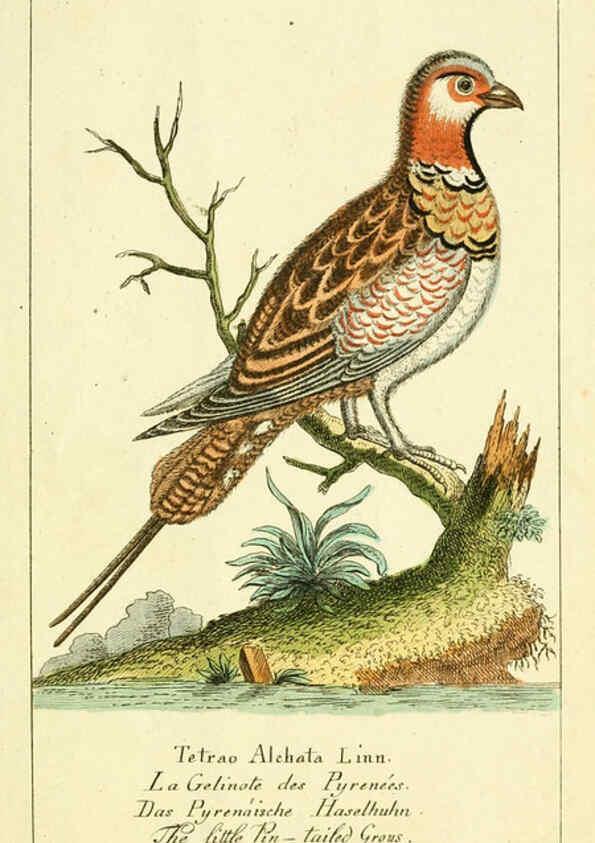 Reproducción/Reproduction 6009089912: Gemeinnüzzige Naturgeschichte des Thierreichs bd 2 plates Berlin ;bei Gottlieb August Lange,1780-1789