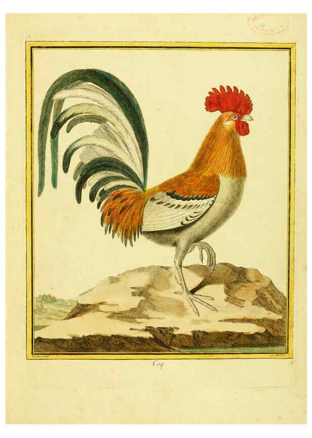 Reproducción/Reproduction 6008633977: Planches enluminées d'histoire naturelle t.1 Paris? :s.n.,1765-1783? 