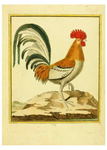 Reproducción/Reproduction 6008633977: Planches enluminées d'histoire naturelle t.1 Paris? :s.n.,1765-1783? 