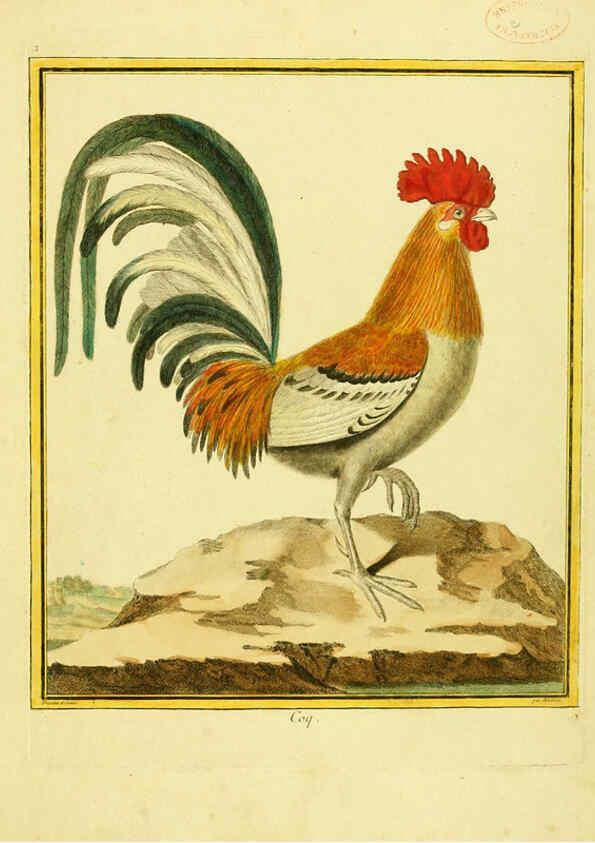 Reproducción/Reproduction 6008633977: Planches enluminées d'histoire naturelle t.1 Paris? :s.n.,1765-1783? 