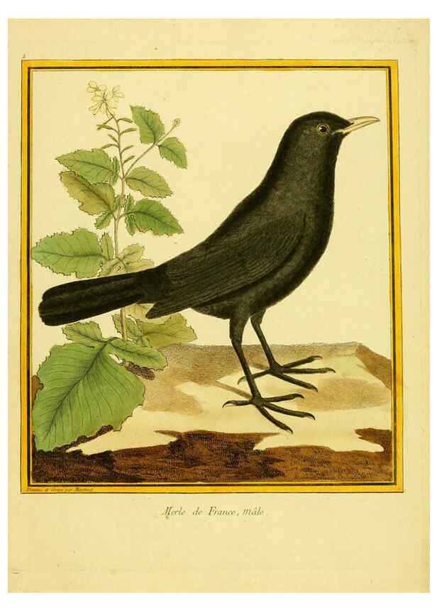 Reproducción/Reproduction 6008634305: Planches enluminées d'histoire naturelle t.1 Paris? :s.n.,1765-1783? 