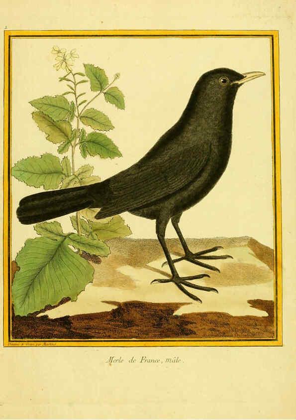 Reproducción/Reproduction 6008634305: Planches enluminées d'histoire naturelle t.1 Paris? :s.n.,1765-1783? 