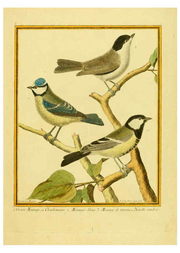 Reproducción/Reproduction 6008634603: Planches enluminées d'histoire naturelle t.1 Paris? :s.n.,1765-1783? 