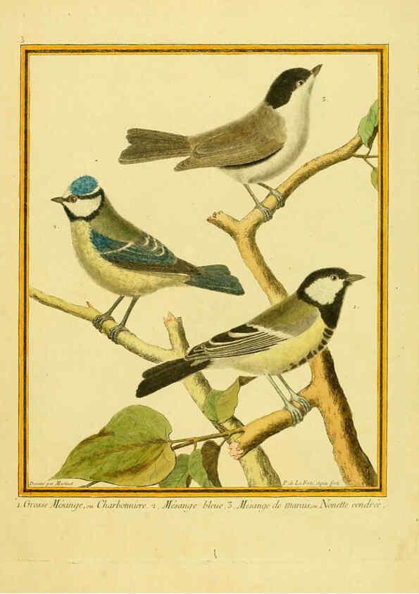Reproducción/Reproduction 6008634603: Planches enluminées d'histoire naturelle t.1 Paris? :s.n.,1765-1783? 