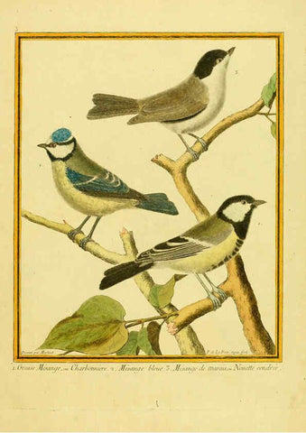 Reproducción/Reproduction 6008634603: Planches enluminées d'histoire naturelle t.1 Paris? :s.n.,1765-1783? 
