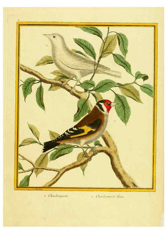 Reproducción/Reproduction 6008634781: Planches enluminées d'histoire naturelle t.1 Paris? :s.n.,1765-1783? 