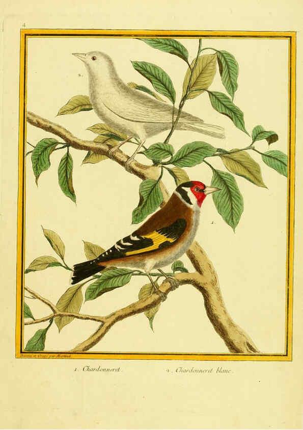 Reproducción/Reproduction 6008634781: Planches enluminées d'histoire naturelle t.1 Paris? :s.n.,1765-1783? 