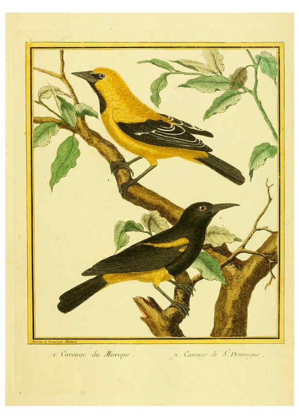 Reproducción/Reproduction 6009184294: Planches enluminées d'histoire naturelle t.1 Paris? :s.n.,1765-1783? 