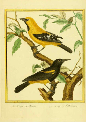 Reproducción/Reproduction 6009184294: Planches enluminées d'histoire naturelle t.1 Paris? :s.n.,1765-1783? 