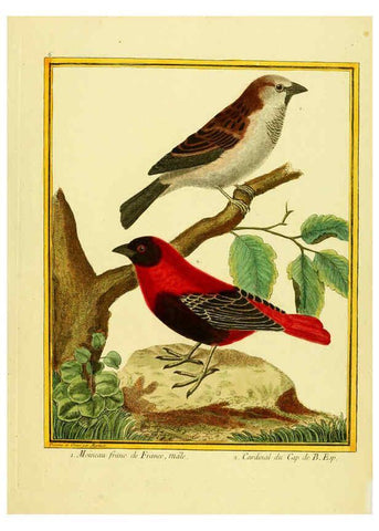 Reproducción/Reproduction 6009184612: Planches enluminées d'histoire naturelle t.1 Paris? :s.n.,1765-1783? 