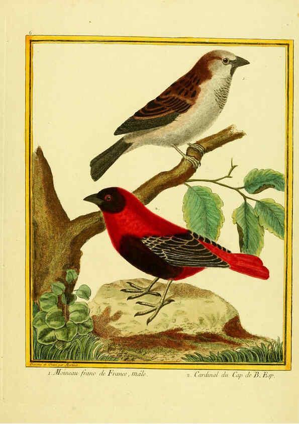 Reproducción/Reproduction 6009184612: Planches enluminées d'histoire naturelle t.1 Paris? :s.n.,1765-1783? 