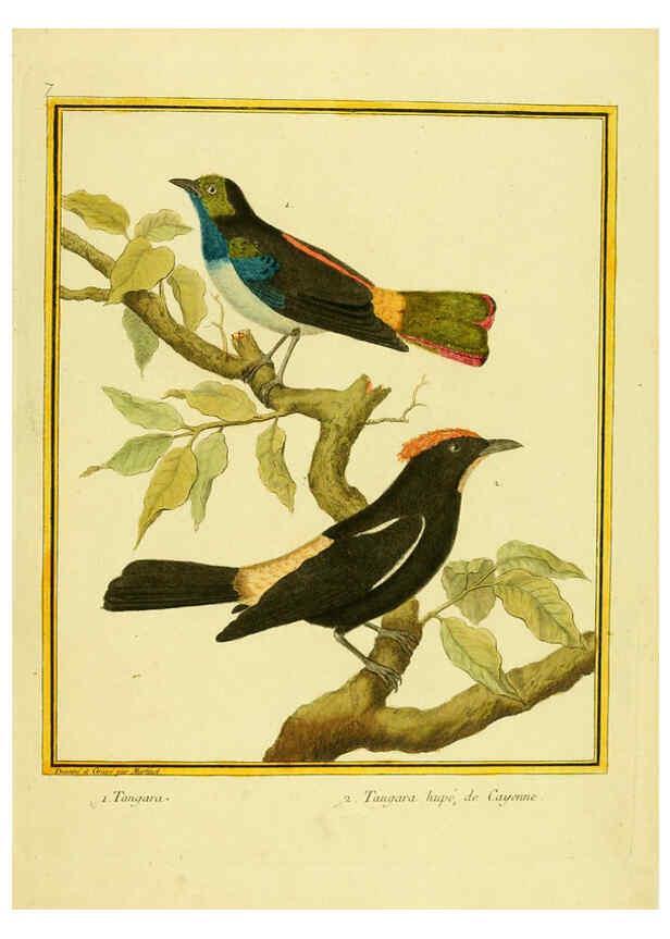 Reproducción/Reproduction 6009184968: Planches enluminées d'histoire naturelle t.1 Paris? :s.n.,1765-1783? 
