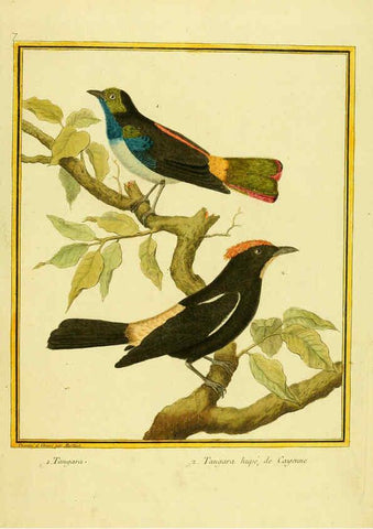 Reproducción/Reproduction 6009184968: Planches enluminées d'histoire naturelle t.1 Paris? :s.n.,1765-1783? 