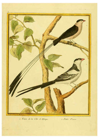 Reproducción/Reproduction 6009185658: Planches enluminées d'histoire naturelle t.1 Paris? :s.n.,1765-1783? 