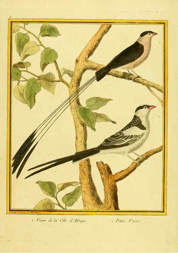 Reproducción/Reproduction 6009185658: Planches enluminées d'histoire naturelle t.1 Paris? :s.n.,1765-1783? 