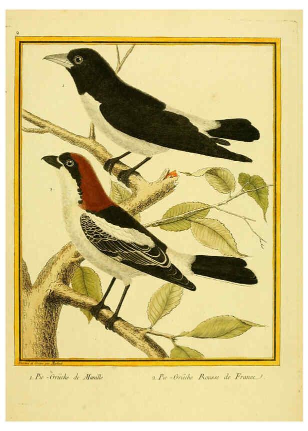 Reproducción/Reproduction 6009185940: Planches enluminées d'histoire naturelle t.1 Paris? :s.n.,1765-1783? 