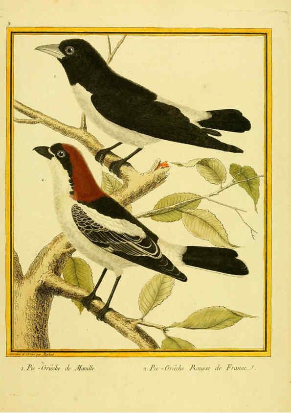 Reproducción/Reproduction 6009185940: Planches enluminées d'histoire naturelle t.1 Paris? :s.n.,1765-1783? 