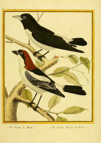 Reproducción/Reproduction 6009185940: Planches enluminées d'histoire naturelle t.1 Paris? :s.n.,1765-1783? 