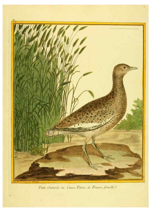 Reproducción/Reproduction 6009186236: Planches enluminées d'histoire naturelle t.1 Paris? :s.n.,1765-1783? 