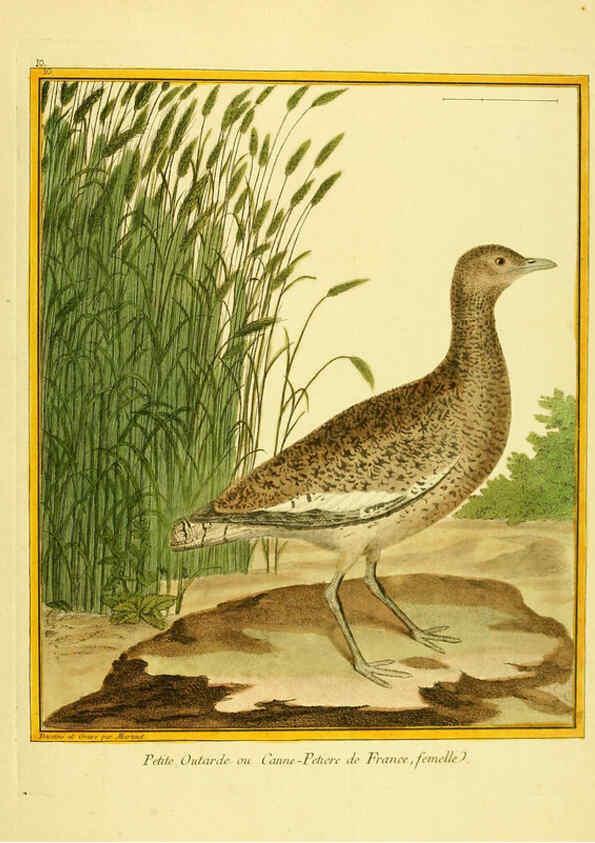 Reproducción/Reproduction 6009186236: Planches enluminées d'histoire naturelle t.1 Paris? :s.n.,1765-1783? 
