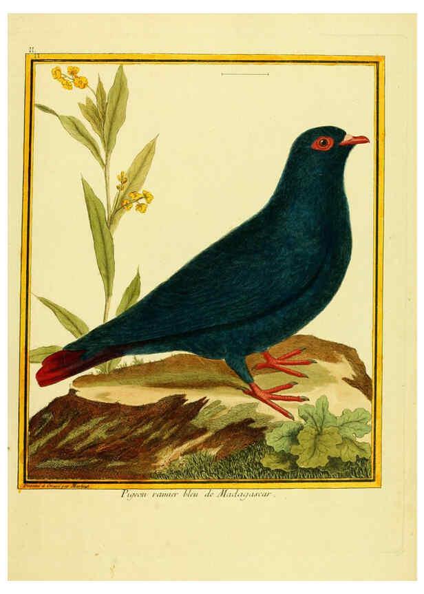 Reproducción/Reproduction 6008637509: Planches enluminées d'histoire naturelle t.1 Paris? :s.n.,1765-1783? 