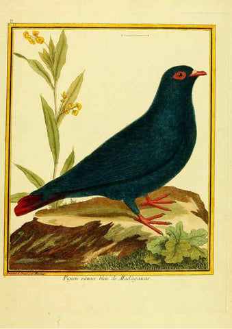 Reproducción/Reproduction 6008637509: Planches enluminées d'histoire naturelle t.1 Paris? :s.n.,1765-1783? 