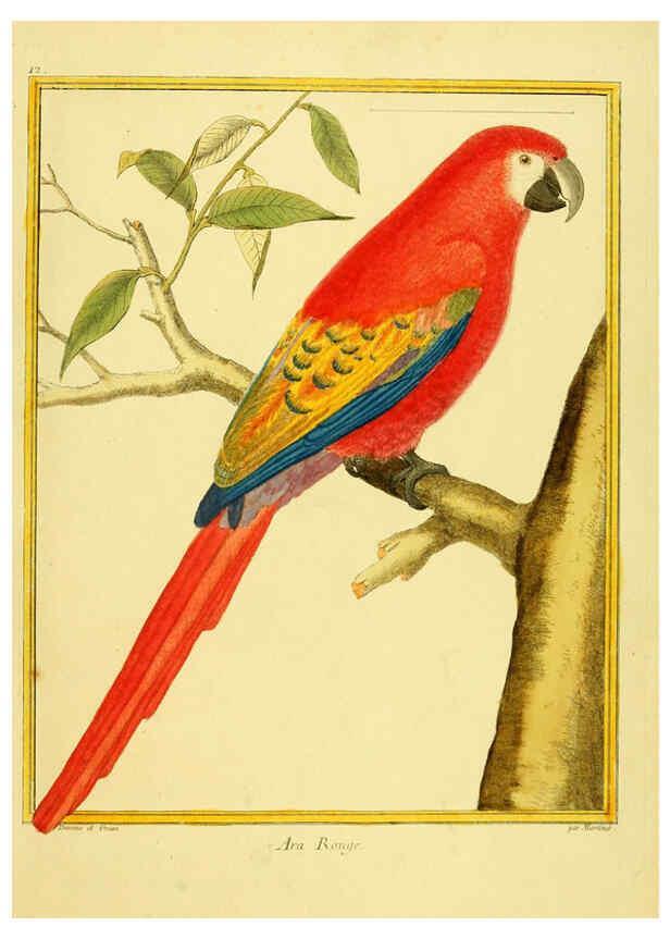 Reproducción/Reproduction 6008637669: Planches enluminées d'histoire naturelle t.1 Paris? :s.n.,1765-1783? 