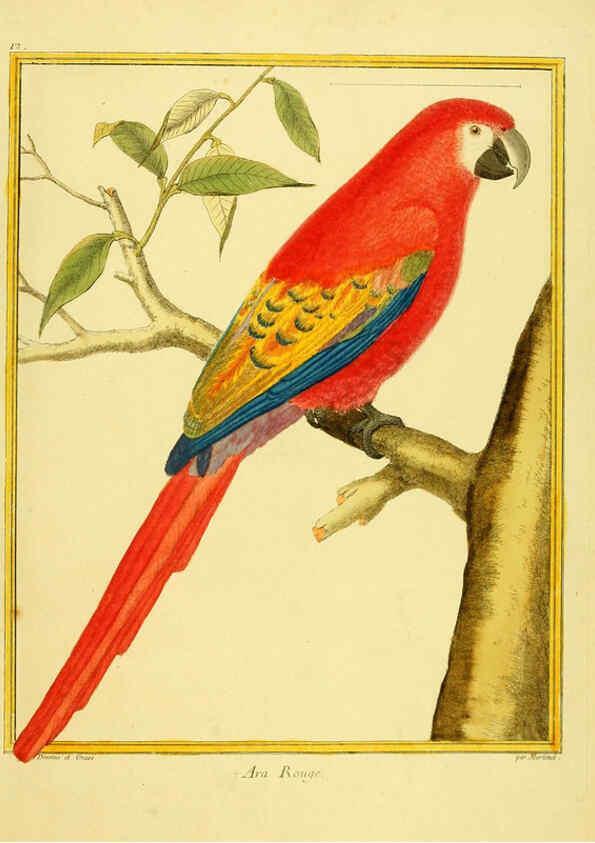 Reproducción/Reproduction 6008637669: Planches enluminées d'histoire naturelle t.1 Paris? :s.n.,1765-1783? 