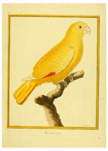 Reproducción/Reproduction 6009187074: Planches enluminées d'histoire naturelle t.1 Paris? :s.n.,1765-1783? 