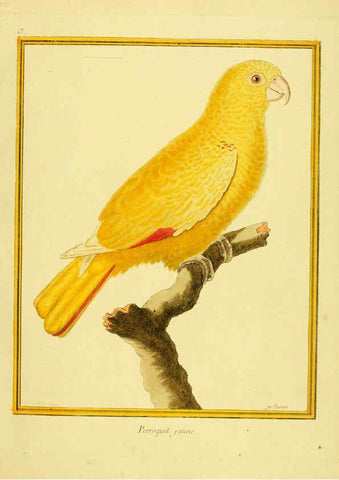 Reproducción/Reproduction 6009187074: Planches enluminées d'histoire naturelle t.1 Paris? :s.n.,1765-1783? 