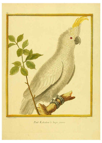 Reproducción/Reproduction 6008638205: Planches enluminées d'histoire naturelle t.1 Paris? :s.n.,1765-1783? 