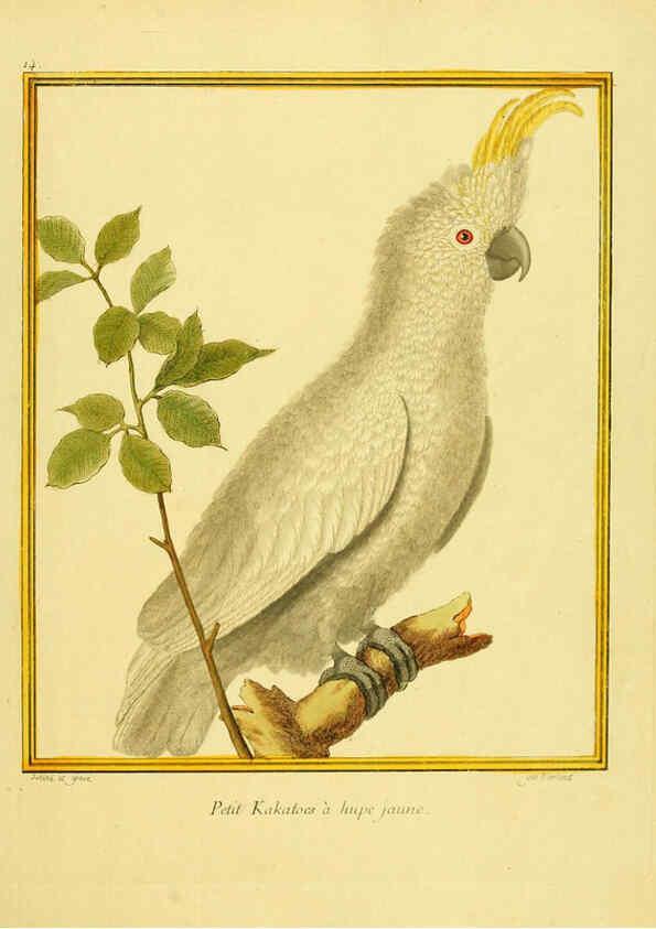 Reproducción/Reproduction 6008638205: Planches enluminées d'histoire naturelle t.1 Paris? :s.n.,1765-1783? 
