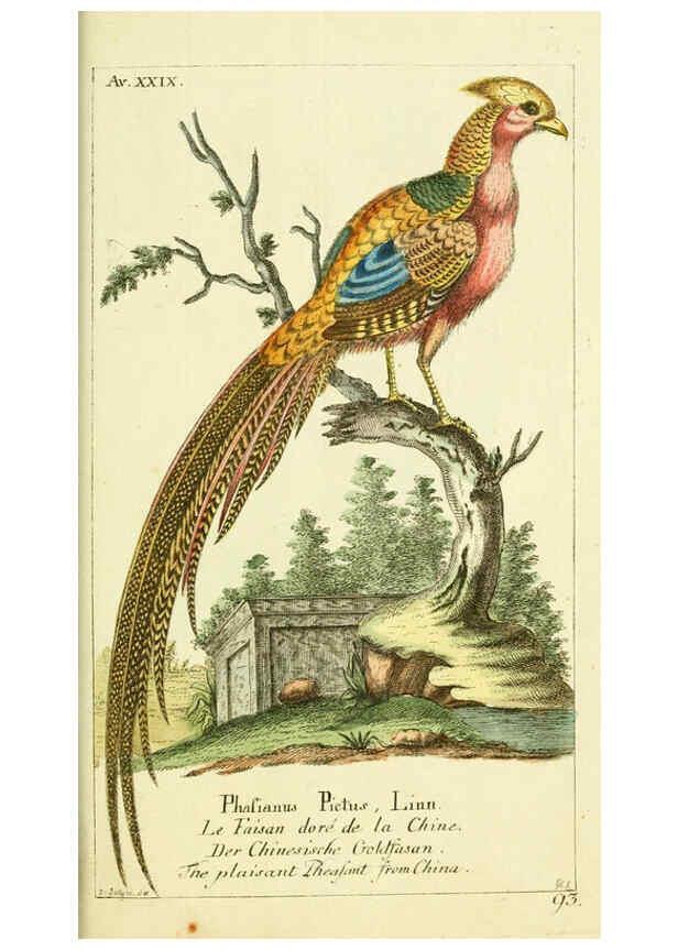Reproducción/Reproduction 6009088872: Gemeinnüzzige Naturgeschichte des Thierreichs bd 2 plates Berlin ;bei Gottlieb August Lange,1780-1789
