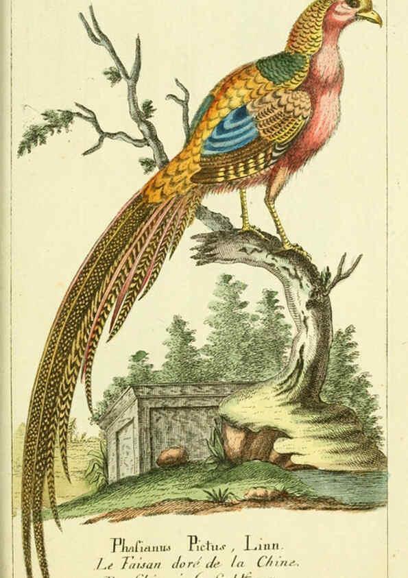 Reproducción/Reproduction 6009088872: Gemeinnüzzige Naturgeschichte des Thierreichs bd 2 plates Berlin ;bei Gottlieb August Lange,1780-1789