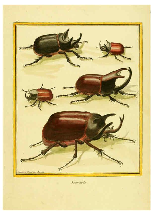 Reproducción/Reproduction 6008638439: Planches enluminées d'histoire naturelle t.1 Paris? :s.n.,1765-1783? 
