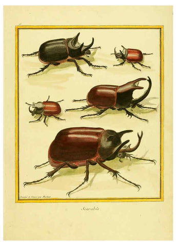 Reproducción/Reproduction 6008638439: Planches enluminées d'histoire naturelle t.1 Paris? :s.n.,1765-1783? 