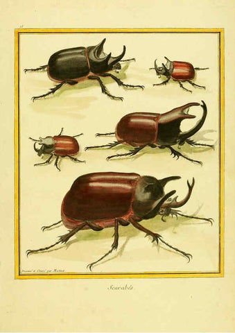 Reproducción/Reproduction 6008638439: Planches enluminées d'histoire naturelle t.1 Paris? :s.n.,1765-1783? 